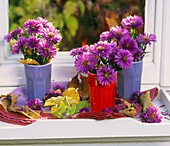Purple asters in beakers on white tray by window