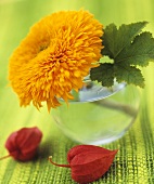 Sunflower (variety Teddy bear) in glass vase, Chinese lanterns