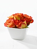 Roses in white pot