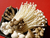 Assorted Asian mushrooms