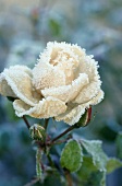 White rose with ice crystals