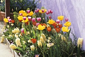 Tulips, narcissi and white hyacinths in flower-bed