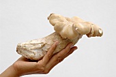 Hand hält thailändischen Pilz