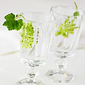 Two glasses of water with green currants