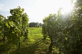 Vines in the Jura, France