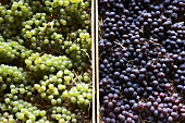 Poulsard & Savignin grapes (from the Jura) for straw wine