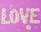 The word 'LOVE' written in daisies on pink background