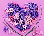 Herz aus duftenden blauen und rosa Hyazinthen