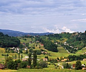 Weinberg und Häuser bei Pesnica, Maribor, Slowenien