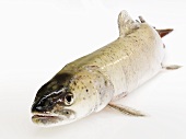 A huchen (Danube salmon)