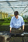 Gardener tending young plants in a greenhouse