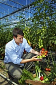 Landwirt im Gewächshaus erntet Tomaten