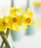 Yellow narcissi in vase (close-up)