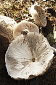 Parasol mushrooms (Lepiota procera)