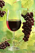 Glass of red wine, red grapes and vine leaves
