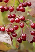 Guelder rose berries on branch (close-up)