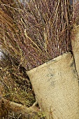 Harvested rooibos plants (South Africa)