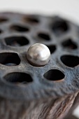 Lotus seed pod with pearl