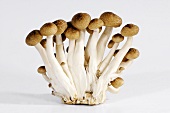 Brown beech mushrooms (Buna-shimeji)