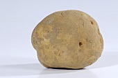 Eine Kartoffel (Sorte: Ackersegen)