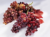 Red grapes with leaves