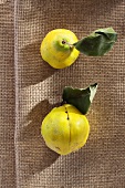 Two quinces with leaves on jute (overhead view)