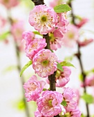 Flowering almond blossom (Prunus triloba)