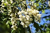 White acacia blossom