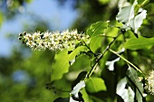 Blütenstand des Faulbaumes (Frangula alnus)