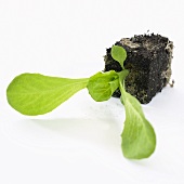 Young endive plant (Cichorium endivia)