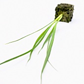 Junge Lauchpflanze (Allium porrum)