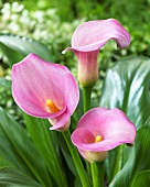 Calla lily (Zantedeschia), variety: Samur