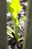 Maize plant (Zea mays) in the field