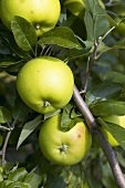 Äpfel der Sorte 'Lombarts Calville' am Baum