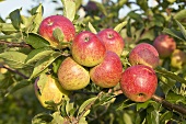 Apples, variety 'Pepin d'Or', on the tree
