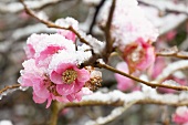 Ornamental quince (Chaenomeles 'Pink Lady')