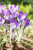 Frühlingskrokus (Crocus vernus), Sorte: Yalta