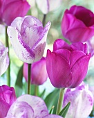 Tulips, varieties: Attila (purple) and Shirley (white with purple edges)