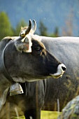 Kuh der Rasse Tiroler Grauvieh auf der Weide
