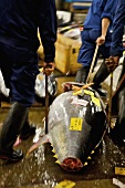 Tuna at Tsukiji Fish Market in Tokyo