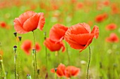 Poppies in the field