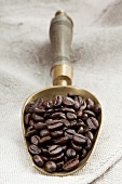 Roasted organic coffee beans in metal scoop