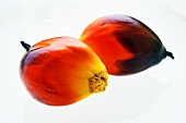 Fruit of the oil palm (Thailand)