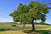 Apple tree at the edge of a field