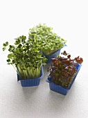 Various types of cress