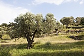 Olive trees