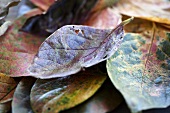 Persimmon leaves with autumn tints