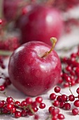 Red apples and berries (Viburnum)