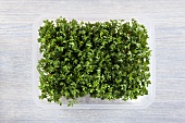 Cress in plastic punnet from above