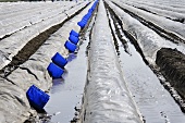 Asparagus field covered in plastic